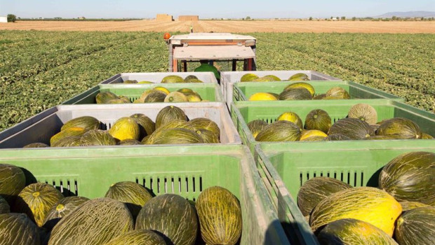 ep archivo   mesa de precios calcula que este ano se sembrara un 5 menos de melon y un 10 mas de