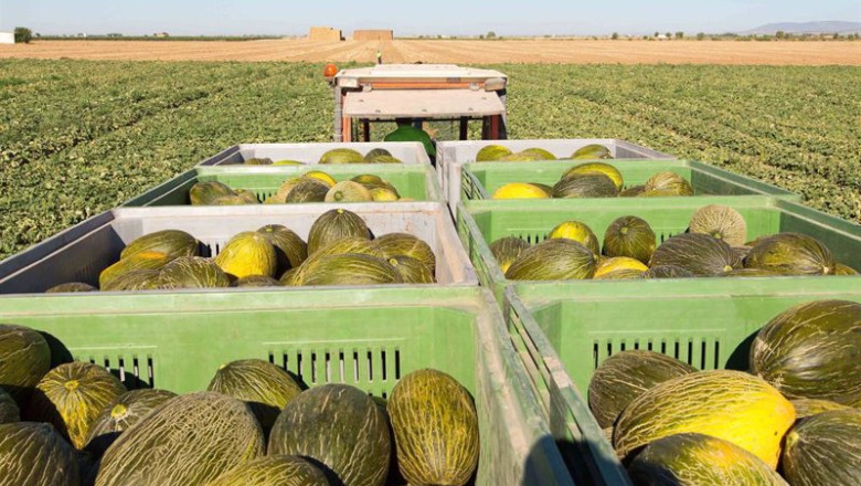 ep archivo mesa de precios calcula que este ano se sembrara un 5 menos de melon y un 10 mas de ep archivo mesa de precios calcula que este ano se sembrara un 5 menos de melon y un 10 mas de