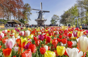ep archivo   molino tulipanes holanda paises bajos