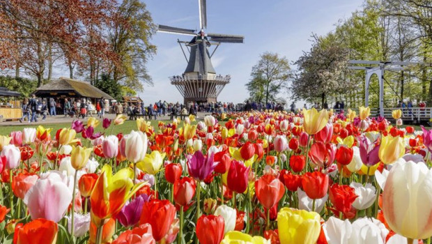 ep archivo   molino tulipanes holanda paises bajos