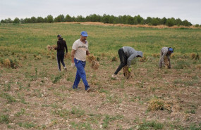 ep archivo   vista general de varios agricultores durante la recogida del ajo morado en un campo de