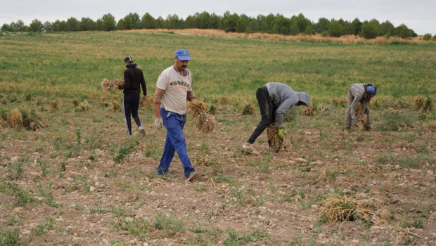 ep archivo   vista general de varios agricultores durante la recogida del ajo morado en un campo de