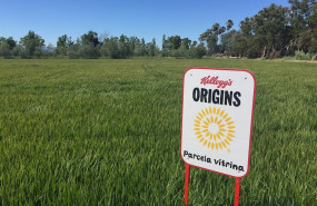ep arrozales de kellogg