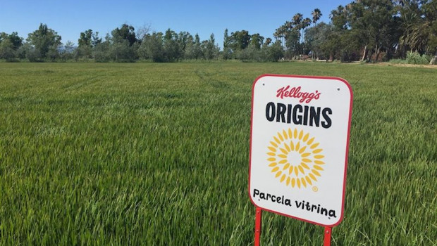 ep arrozales de kellogg