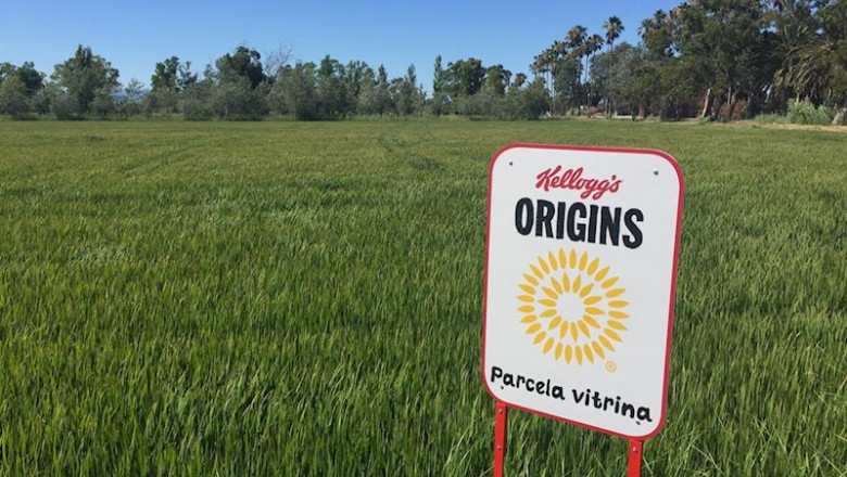 Arrozales de Kellogg | KELLOGG - Archivo ep arrozales de kellogg