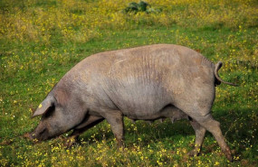 ep cerdo en el campo