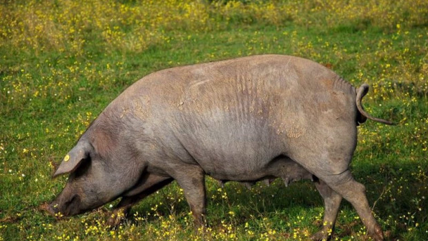 ep cerdo en el campo