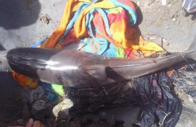 ep delfin listado varado