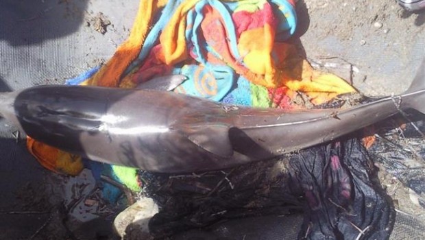 ep delfin listado varado