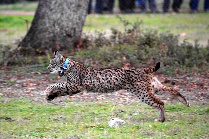 ep ejemplar de lince iberico en una imagen de archivo