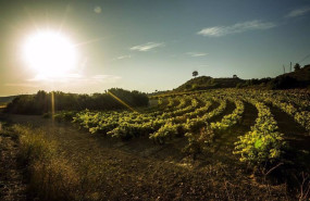 ep el consejo regulador de rioja acuerda no autorizar nuevas plantaciones en los proximos tres anos ep el consejo regulador de rioja acuerda no autorizar nuevas plantaciones en los proximos tres anos