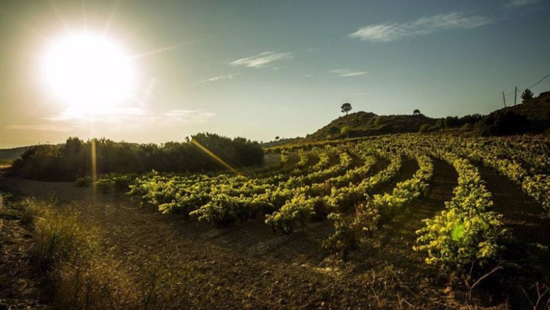 ep el consejo regulador de rioja acuerda no autorizar nuevas plantaciones en los proximos tres anos ep el consejo regulador de rioja acuerda no autorizar nuevas plantaciones en los proximos tres anos