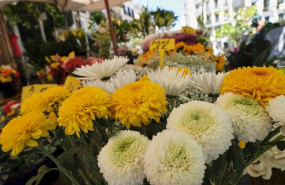 ep flores a la venta en un puesto en el mercado de flores de tirso de molina