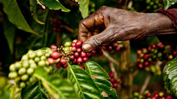 Los cultivos de café se reducirán a la mitad en 2050 si no se evita el impacto del cambio climático, según un estudio | CECJ/OXFAM INTERMÓN/PABLO TOSCO ep los cultivoscafe se reduciranla mitad2050noevitaimpactocambio climatico segunestudio