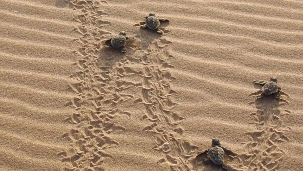ep paradores participa en la segunda campana tortugas en el mediterraneo