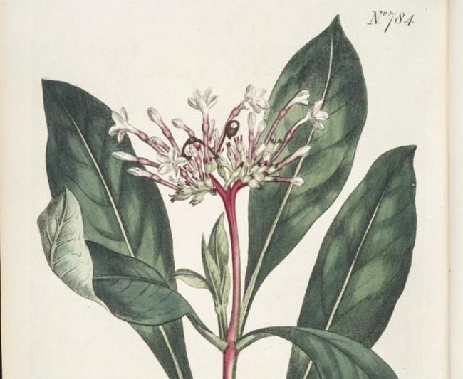 Snakeroot India. | JOHN INNES CENTER ep snakeroot india