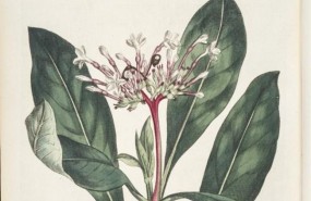 ep snakeroot india