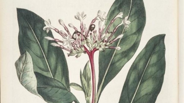 ep snakeroot india