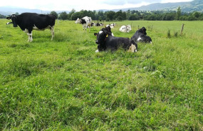 ep vacas pastando en un campo ep vacas pastando en un campo