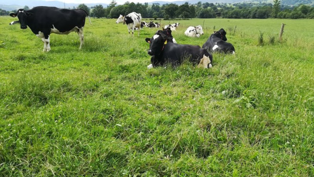 ep vacas pastando en un campo