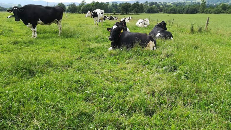 ep vacas pastando en un campo
