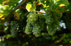 ep varias uvas colgando de una parra en una de las fincas de la bodega senorio de sobral