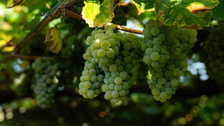 ep varias uvas colgando de una parra en una de las fincas de la bodega senorio de sobral ep varias uvas colgando de una parra en una de las fincas de la bodega senorio de sobral
