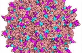 ep virus modificado