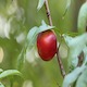 redplum