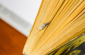 1650703193 pececillo de plata