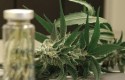 cannabis portada cannabis portada