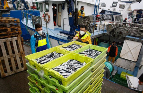 ep archivo   descarga masiva de bocarte en el puerto de burela