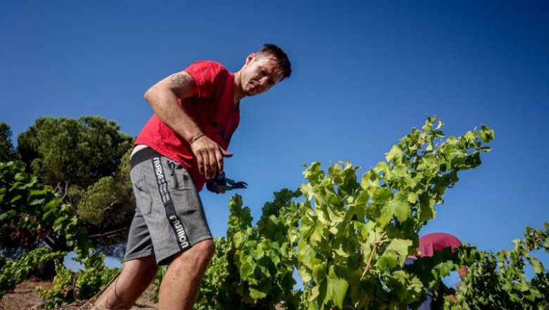 ep archivo un trabajador recoge uvas en el campo a 23 de agosto de 2022 en san martin de ep archivo un trabajador recoge uvas en el campo a 23 de agosto de 2022 en san martin de