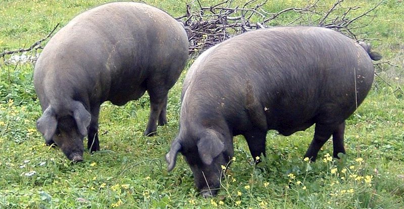 ep cerdos ibericos pastando en extremadura
