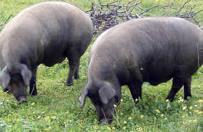 ep cerdos ibericos pastando en extremadura ep cerdos ibericos pastando en extremadura