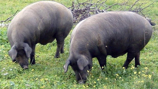 ep cerdos ibericos pastando en extremadura