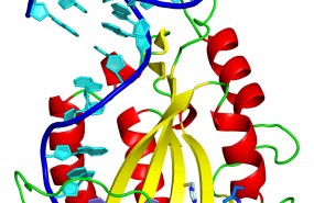 ep fragmentoadn