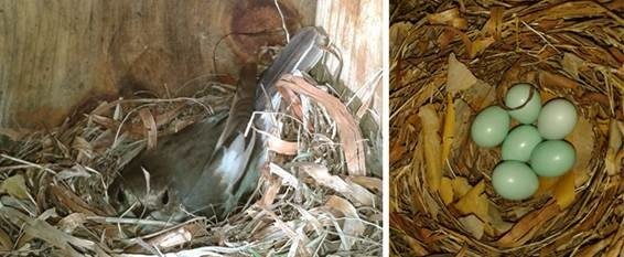 ep hembra de papamoscas cerrojillo ficedula hypoleuca y una puesta