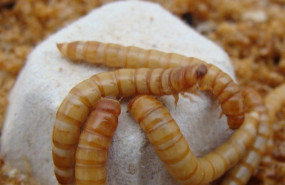 ep larvas tenebrio molitor