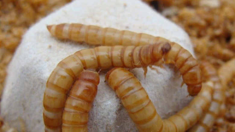Larvas tenebrio molitor | MEALFOOD EUROPE ep larvas tenebrio molitor