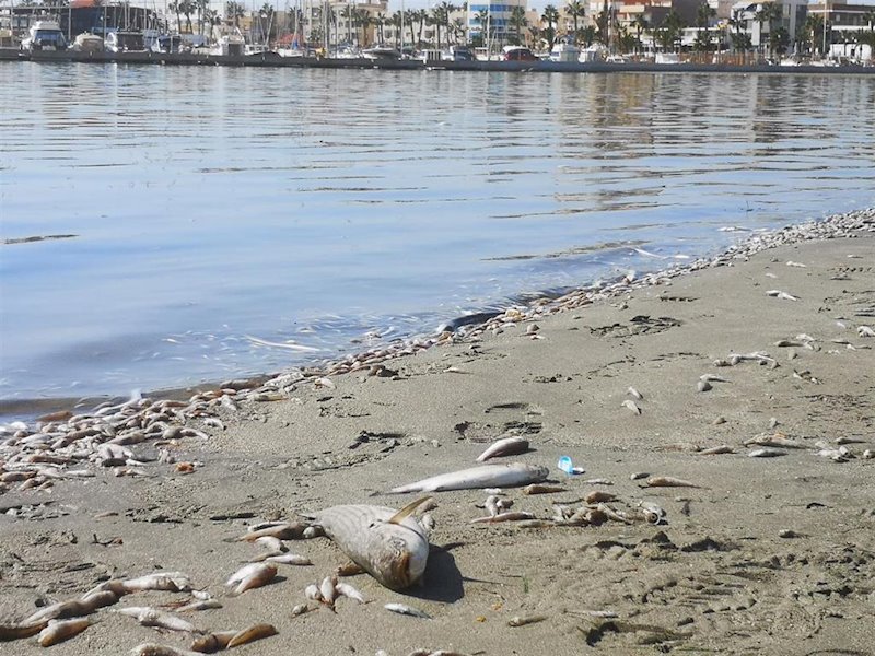 ep miles de peces muertos a orillas del mar menor en san pedro del pinatar ep miles de peces muertos a orillas del mar menor en san pedro del pinatar