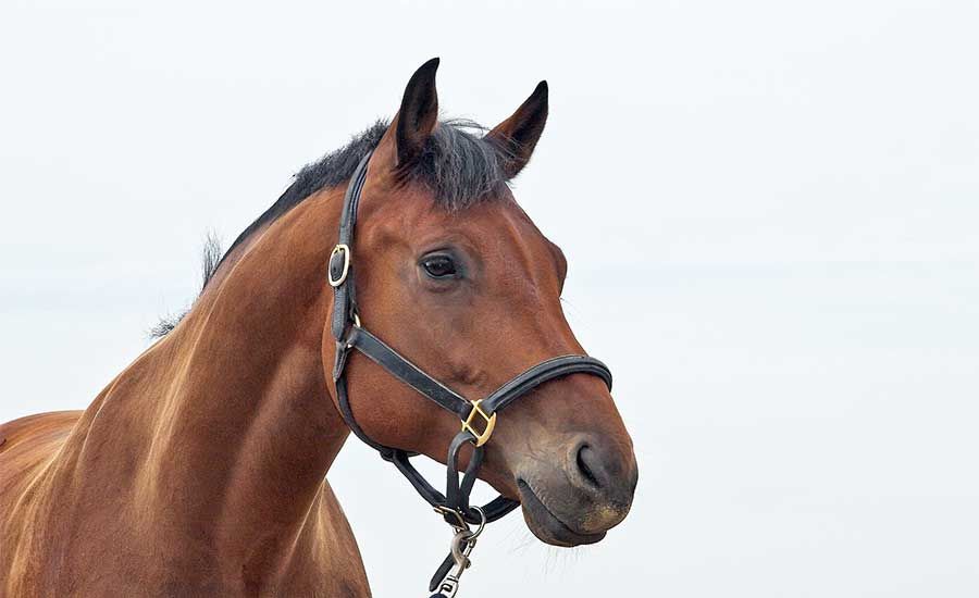 1567492188 caballo 3 1567492188 caballo 3