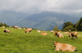 1606477412 vacuno web 27