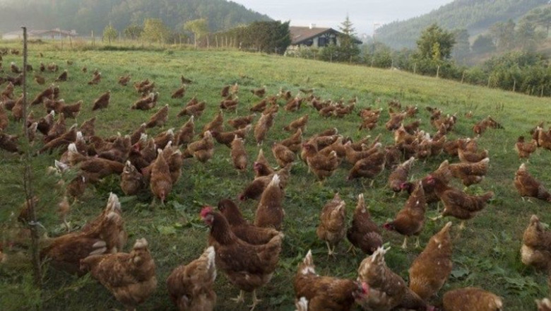 ep archivo   gallinas