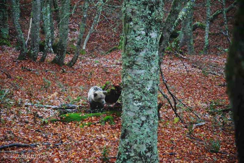 ep la osezna saba regresa a su habitat natural en asturias tras su rehabilitacion en cantabria ep la osezna saba regresa a su habitat natural en asturias tras su rehabilitacion en cantabria