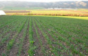 ep pesola comercializacionsector agroalimentario espanol por debajola ue ep pesola comercializacionsector agroalimentario espanol por debajola ue
