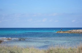 ep posidonia oceanica mediterraneo formentera