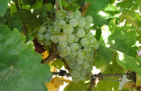 ep racimo de uvas