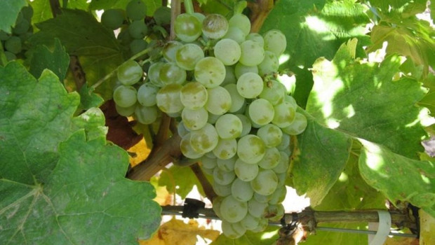 ep racimo de uvas