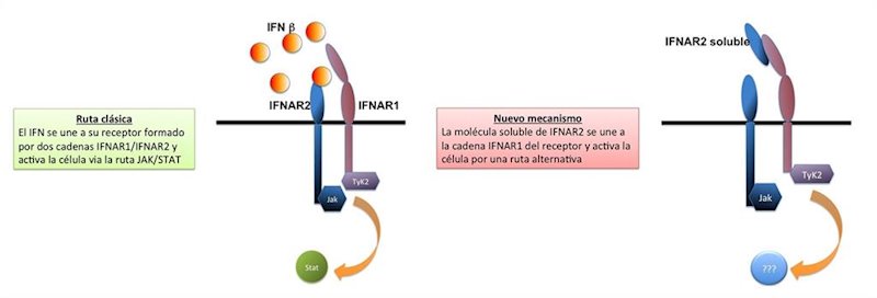 ep representacion grafica del nuevo mecanismo hallado con la proteina recombinante sifnar2